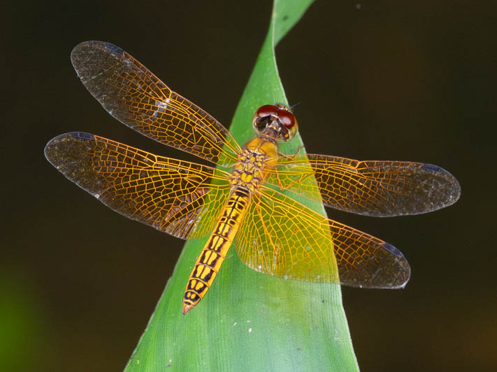 Perithemis electra (Golden Amberwing) male-5.jpg